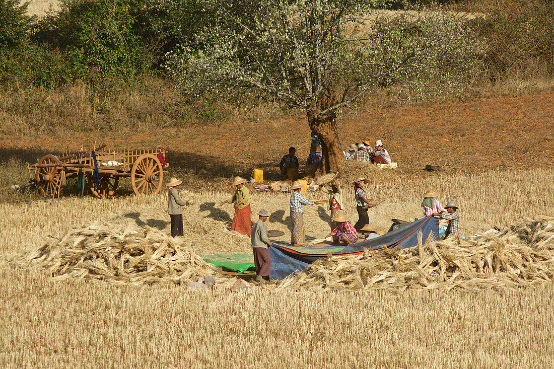 Auf dem Weg nach Pindaya wird Getreide gedroschen, Shan Staat, Myanmar, Burma