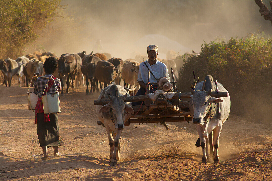 Trekking from Kalaw to Inle Lake, man on an oxcart on the way back home in front of cattle, evening in a Danu village, Shan State, Myanmar, Burma