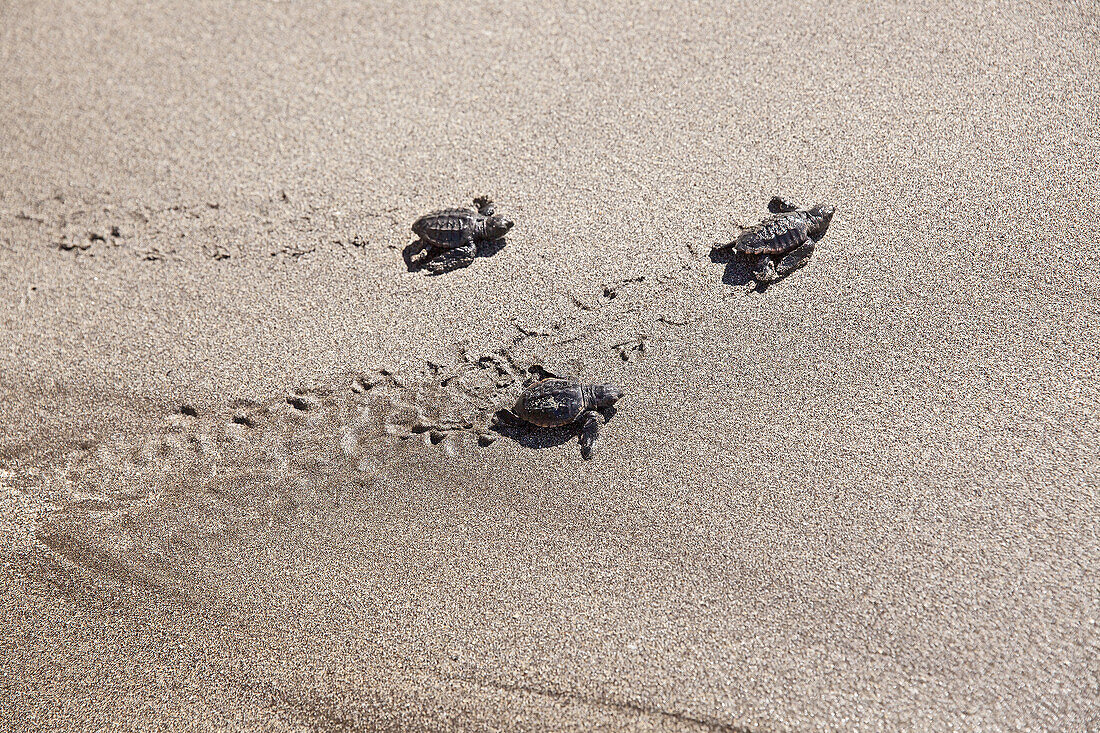 Junge Schildkröten krabbeln über Sandstrand zum Meer, Praia, Santiago, Kap Verde