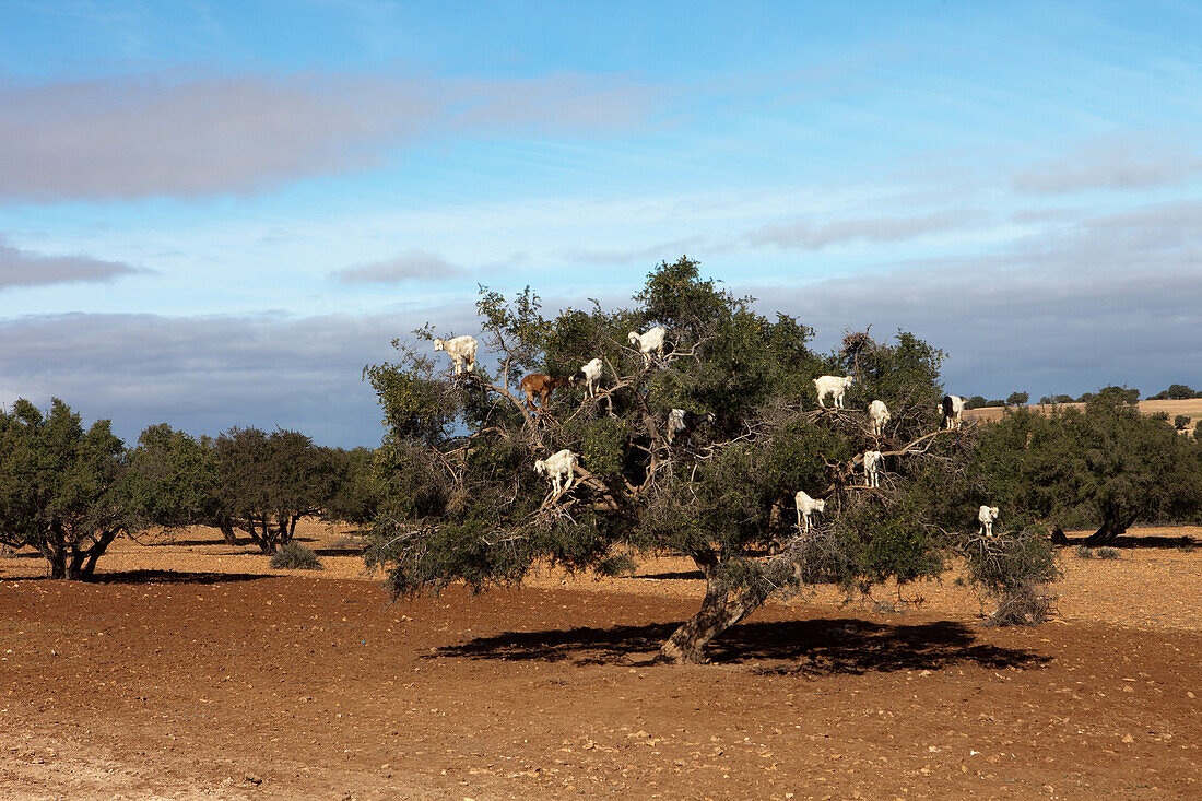 Ziegenherde in einem Arganbaum, Essaouira, Marokko