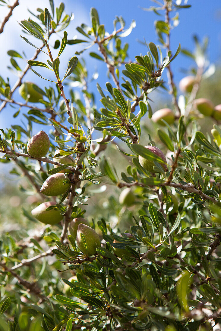 Argan nuts for producing argan oil growing on a tree, Essaouira, Morocco