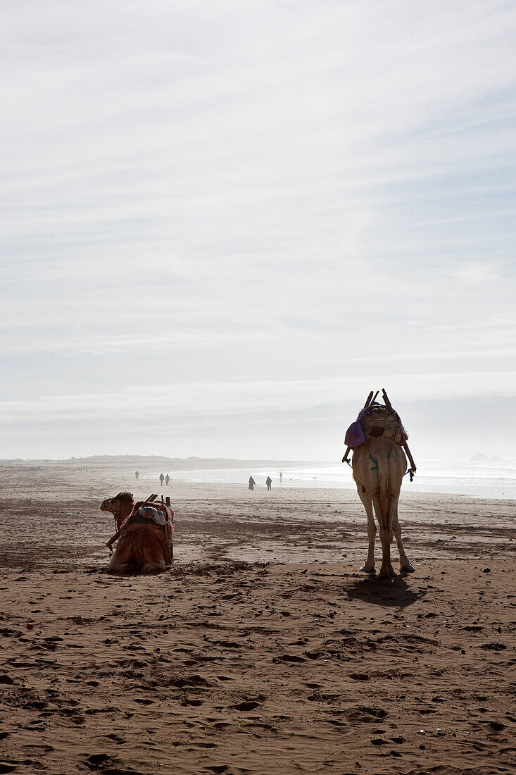 Camels on the beach waiting for tourists, Essaouira, Morocco