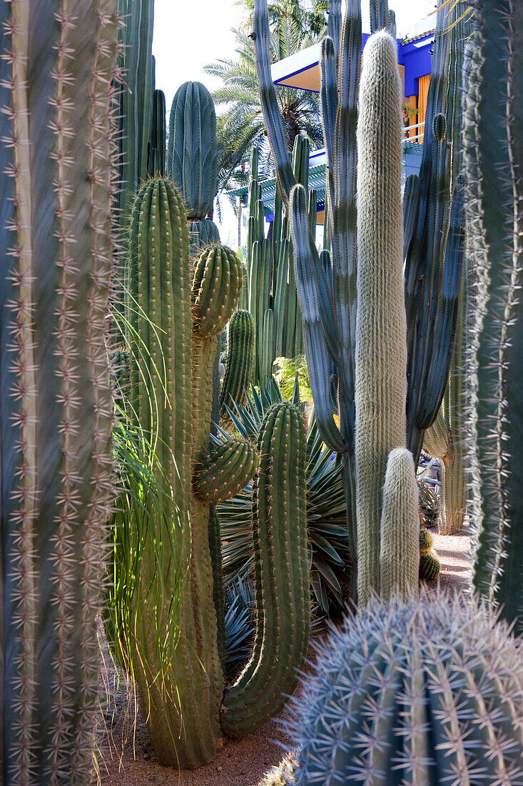 YSL's garden, Majorelle Garden, Marrakech, Morocco