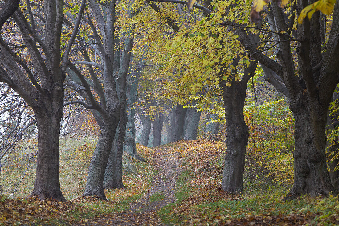 Lindenallee im Herbst, Feldberg, Naturpark Feldberger Seenlandschaft, Mecklenburg-Vorpommern, Deutschland