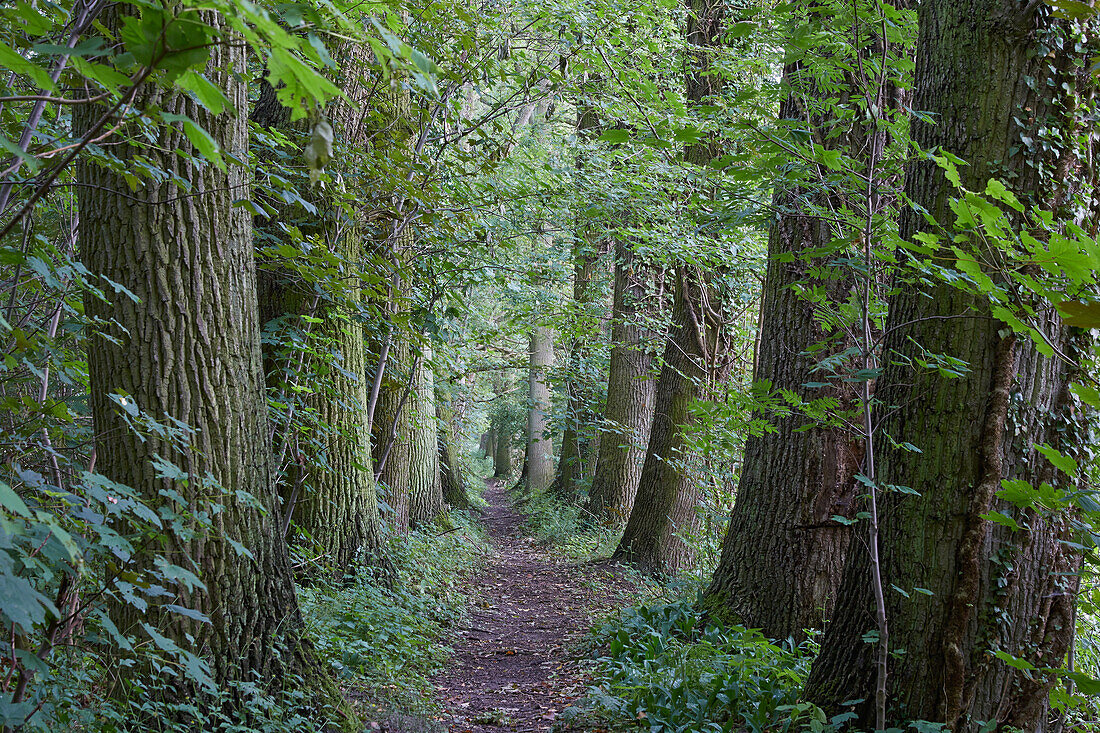 Eichenallee im Schlosspark Mellenthin, Insel Usedom, Mecklenburg-Vorpommern, Deutschland