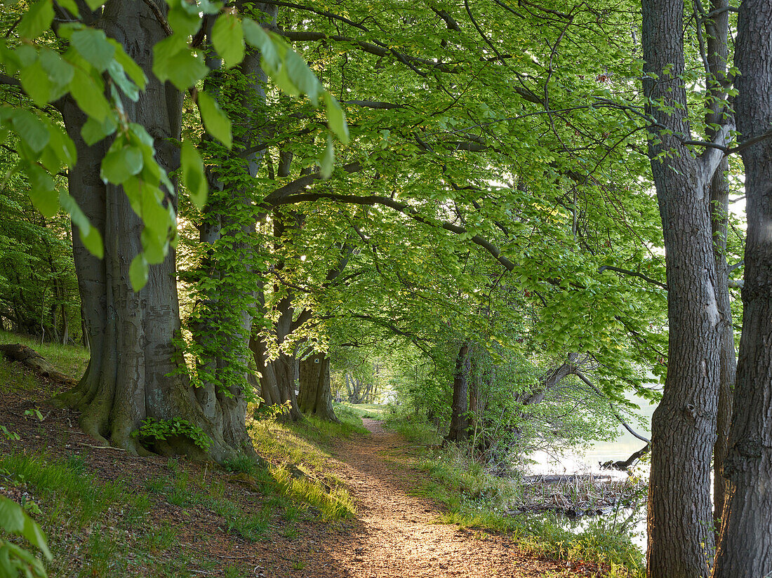 Path at Schmalin Luzin, Feldberger Seenlandschaft Nature Park, Mecklenburg Western Pommerania, Germany