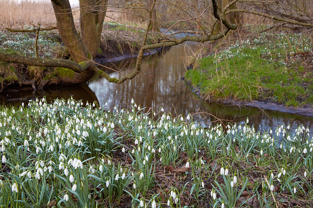 Snowdrops along the banks of the Zarnow near Schwaan, Mecklenburg Western Pomerania, Germany