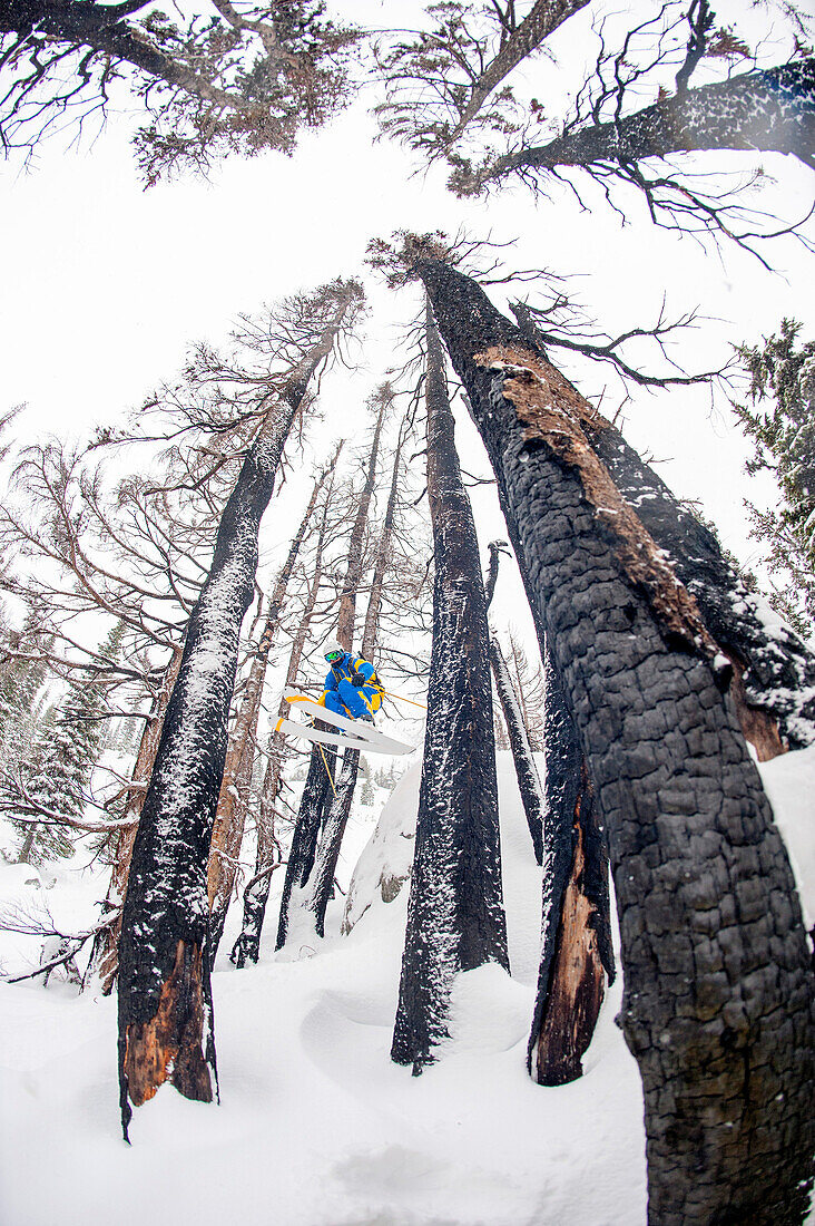 Skier in mid air, between burned trees, Whistler Blackcomb ski resort, British Columbia, Canada