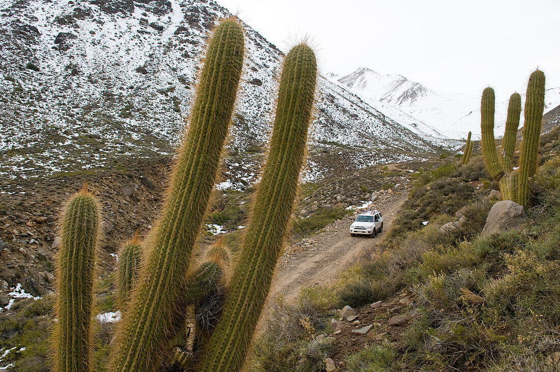 Car passing scenery with cactus, snow-covered mountains in background, Ski Arpa, Los Andes, Valparaiso Region, Chile