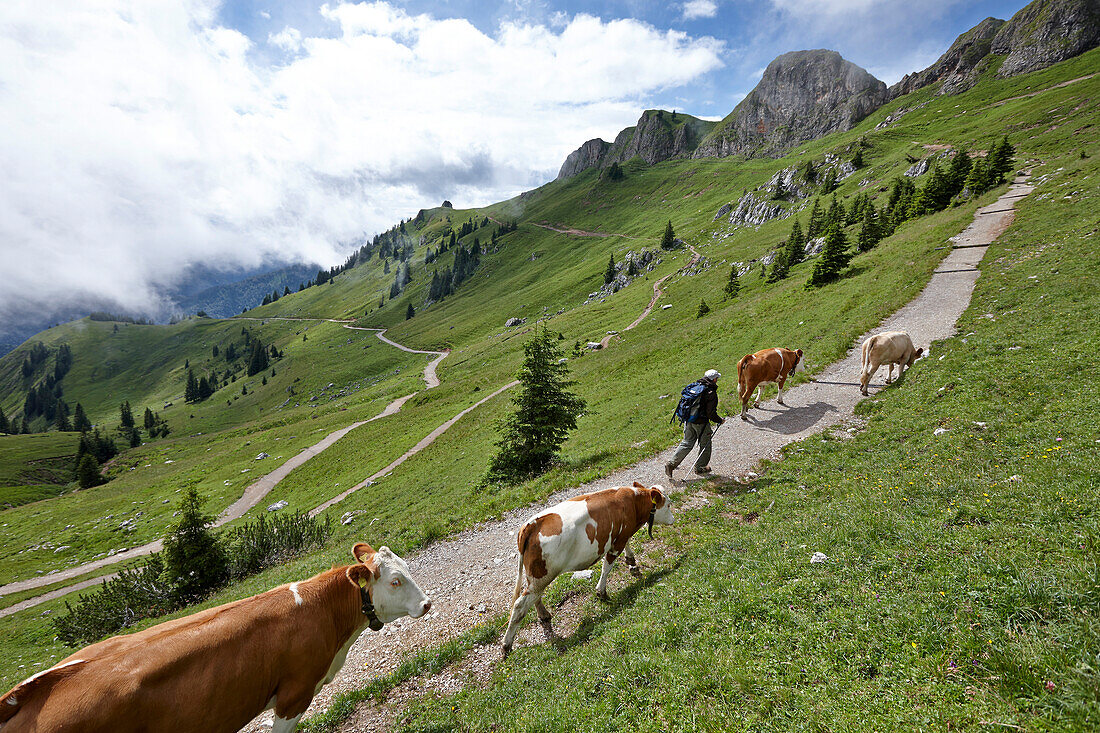 Hiker ascending mount Rotwand, Mangfall Mountains, Bavaria, Germany