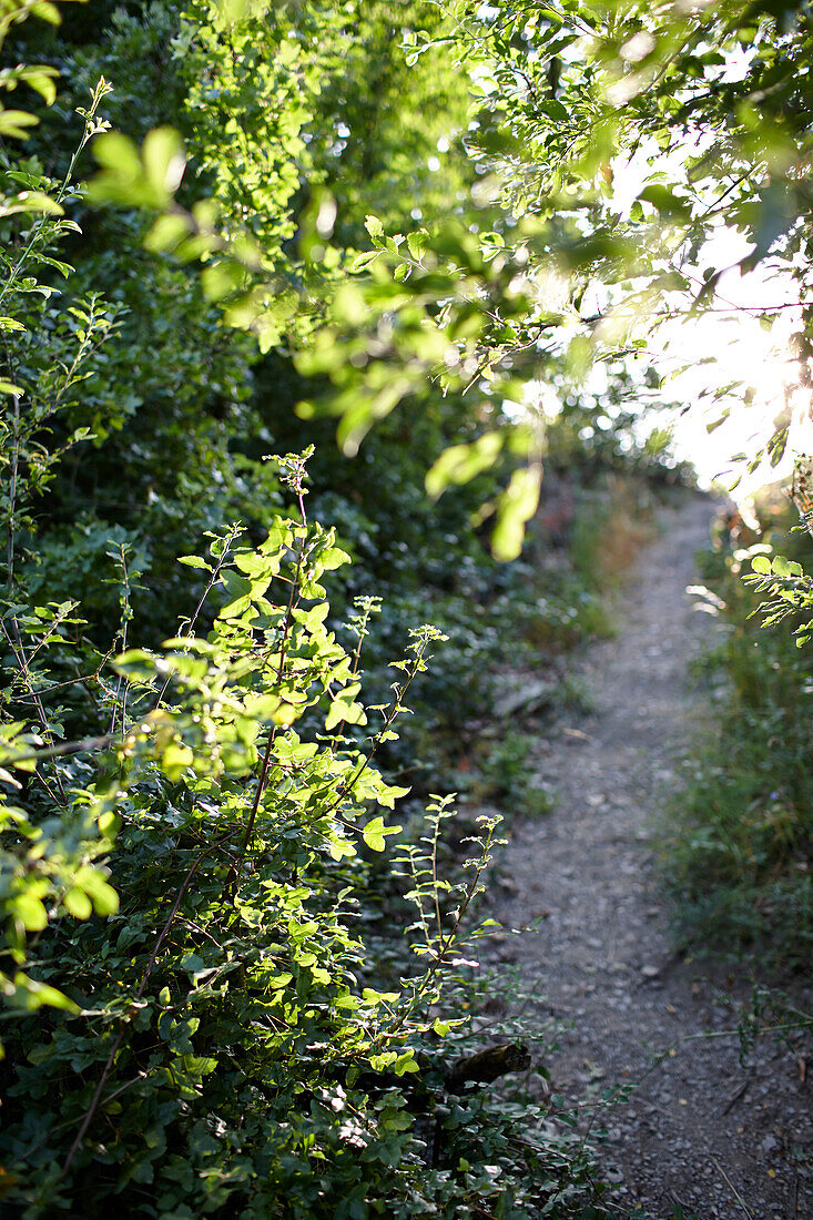 Wanderweg Rheinsteig, bei Sankt Goarshausen, Rheinland-Pfalz, Deutschland