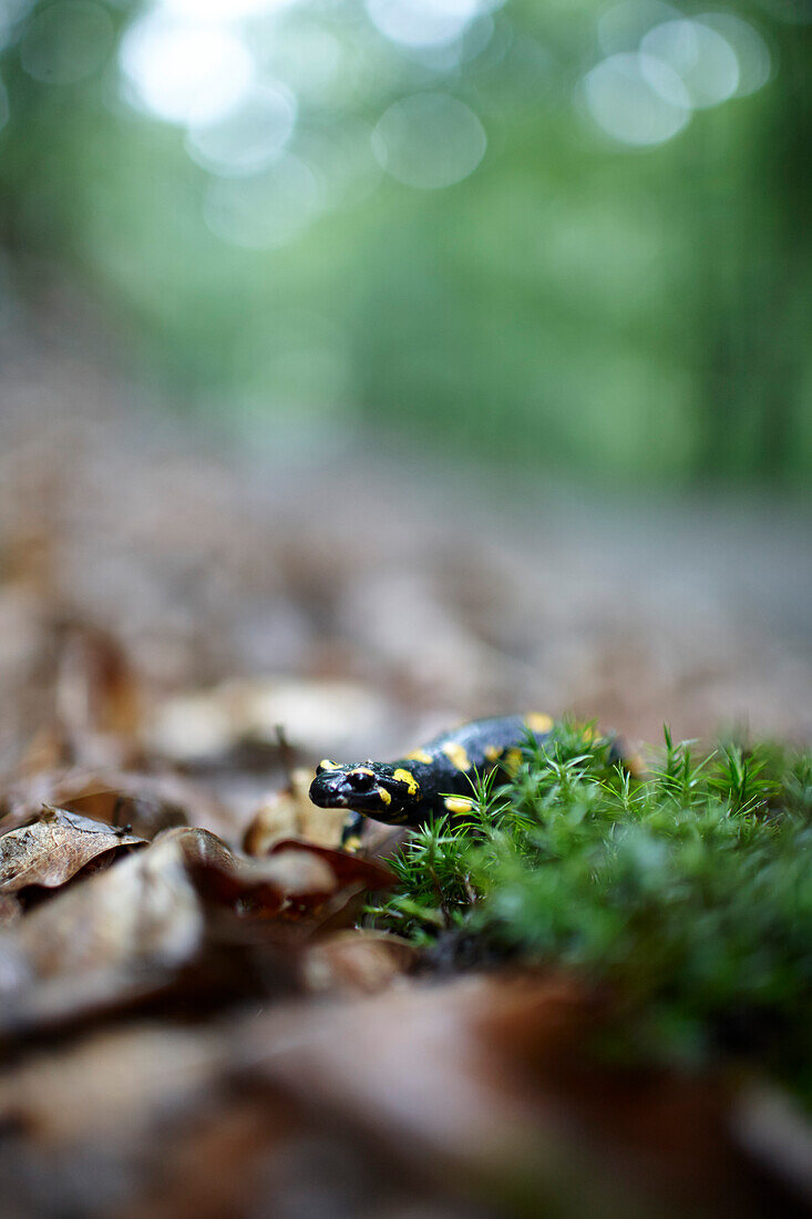 Fire salamander on forest floor, Doerscheid, Rhineland-Palatinate, Germany