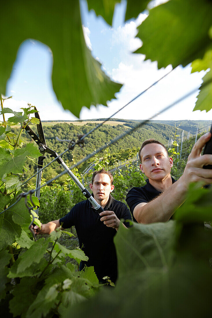 Vintners pruning vines, St. Goar, Rhineland-Palatinate, Germany