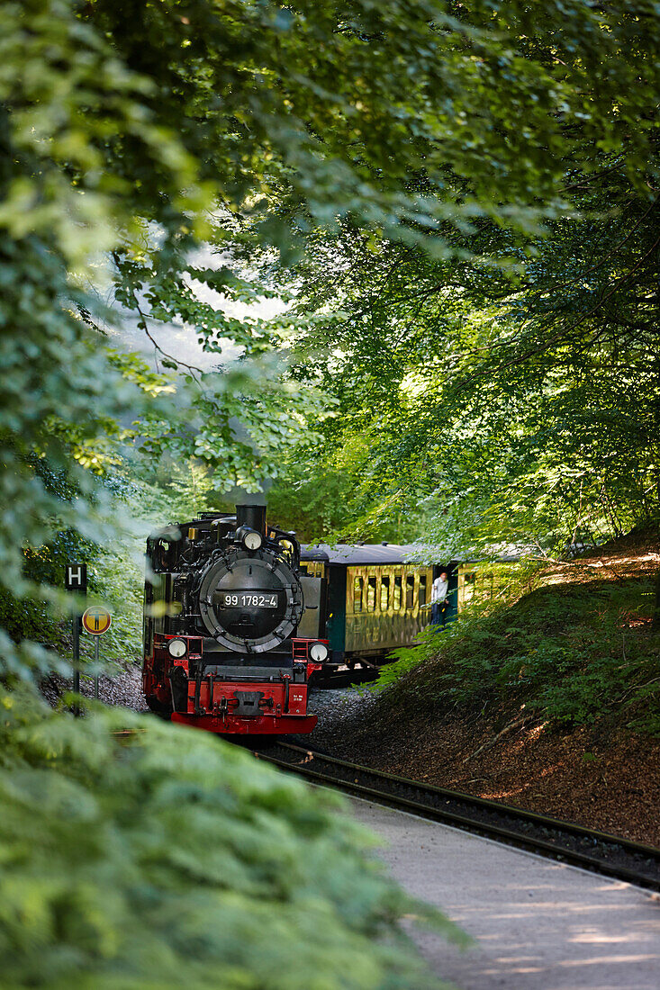 Steam-powered narrow gauge railway Rasender Roland, island of Ruegen, Mecklenburg-Western Pomerania, Germany