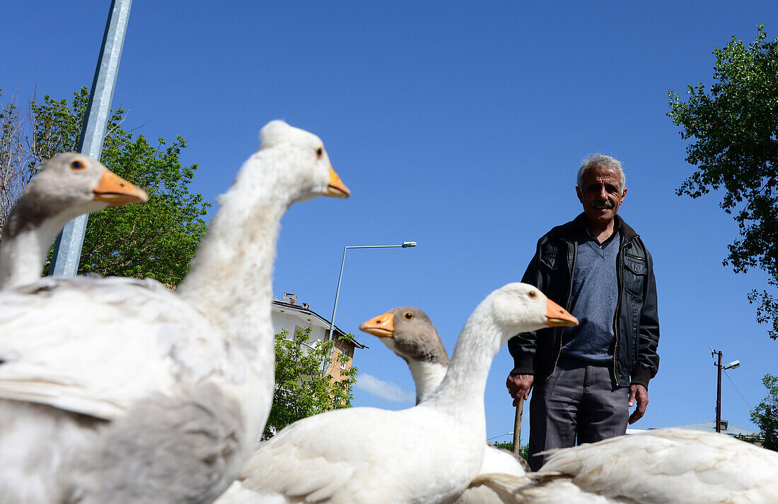 Geese in Kars, Kurd populated area, east Anatolia, East Turkey, Turkey