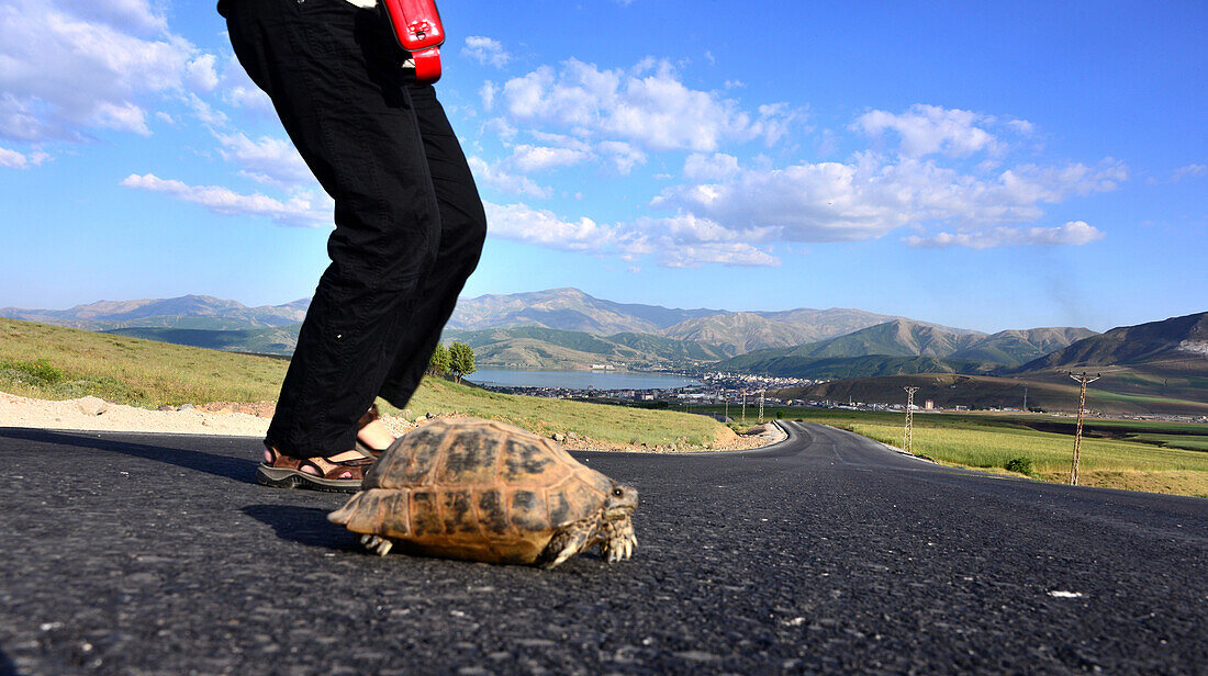 Schildkröte retten bei Tatvan am Van See, Kurdengebiet, Ost-Anatolien, Osttürkei, Türkei