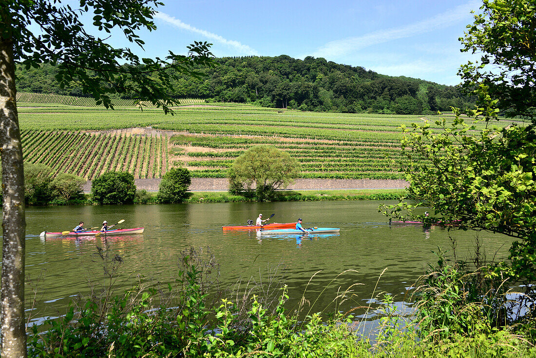 Landscape near Wincheringen on the river Mosel, Hunsruck, Rhineland-Palatinate, Germany