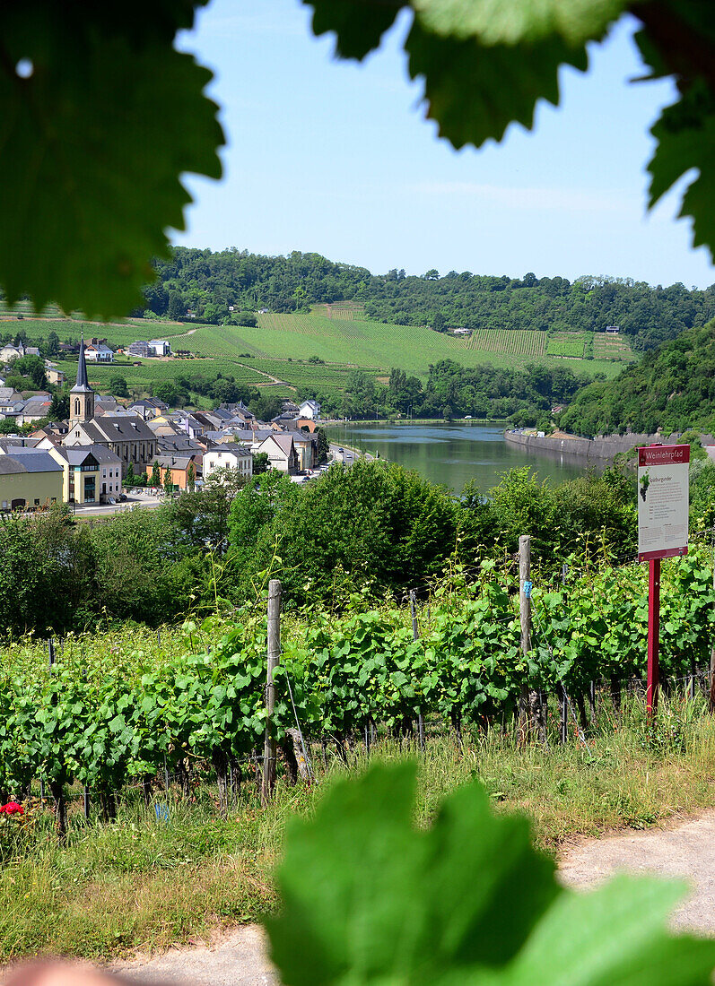 Vines near Nittel at the river Mosel, Rhineland-Palatinate, Germany