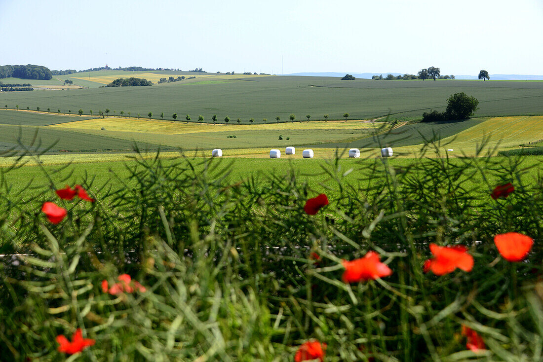 Landscape near Wincheringen near the river Mosel, Hunsruck, Rhineland-Palatinate, Germany