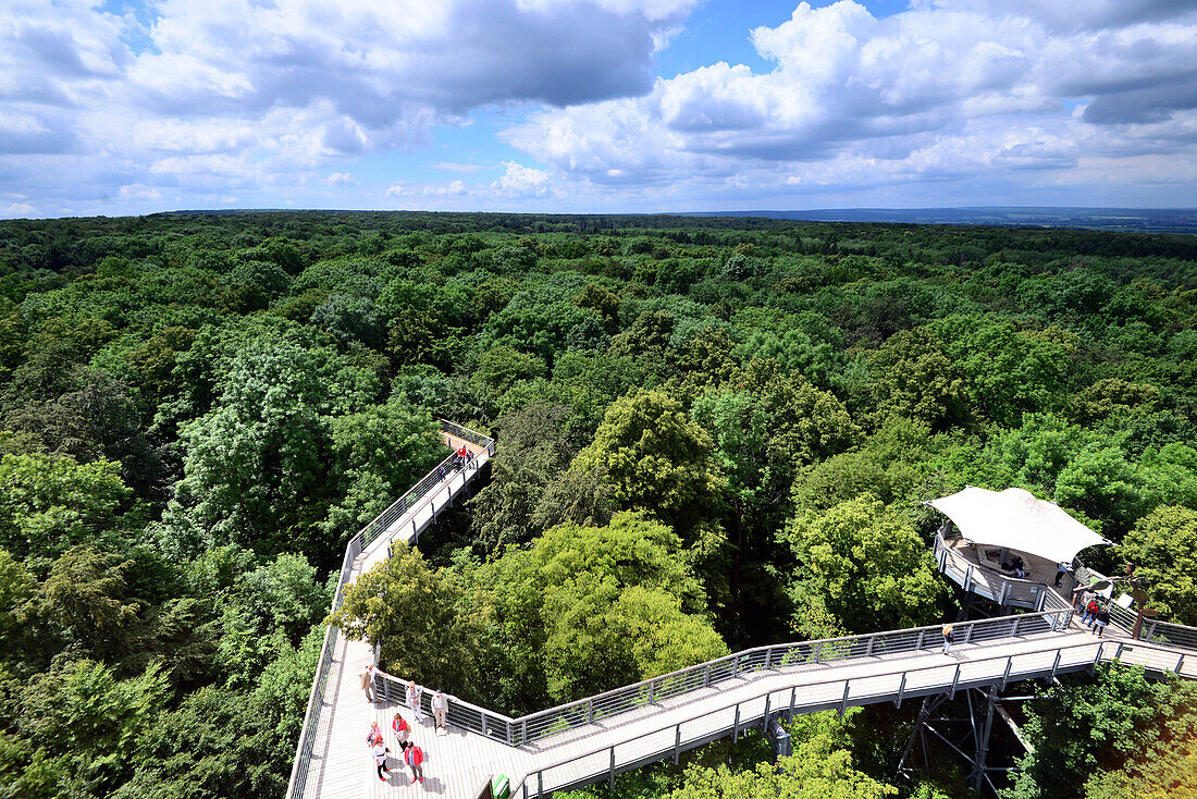 Treetop walk way in Hainich National Park, Thuringia, Germany