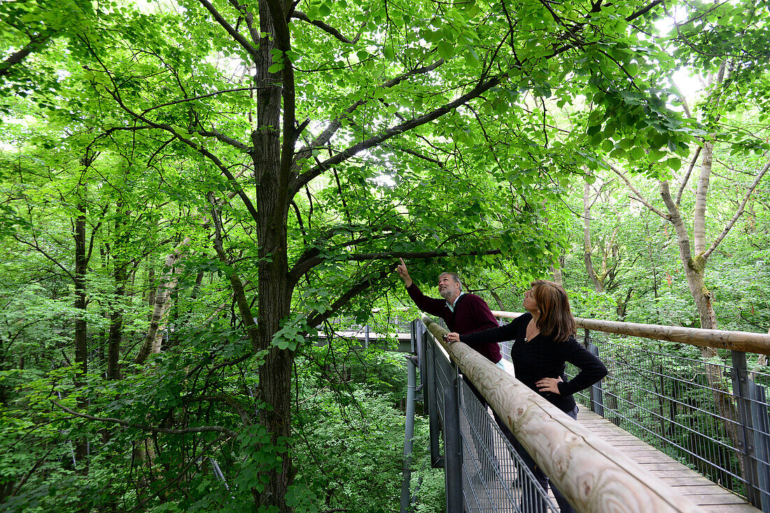 Treetop runway in Nationpark Hainich, Thuringia, Germany