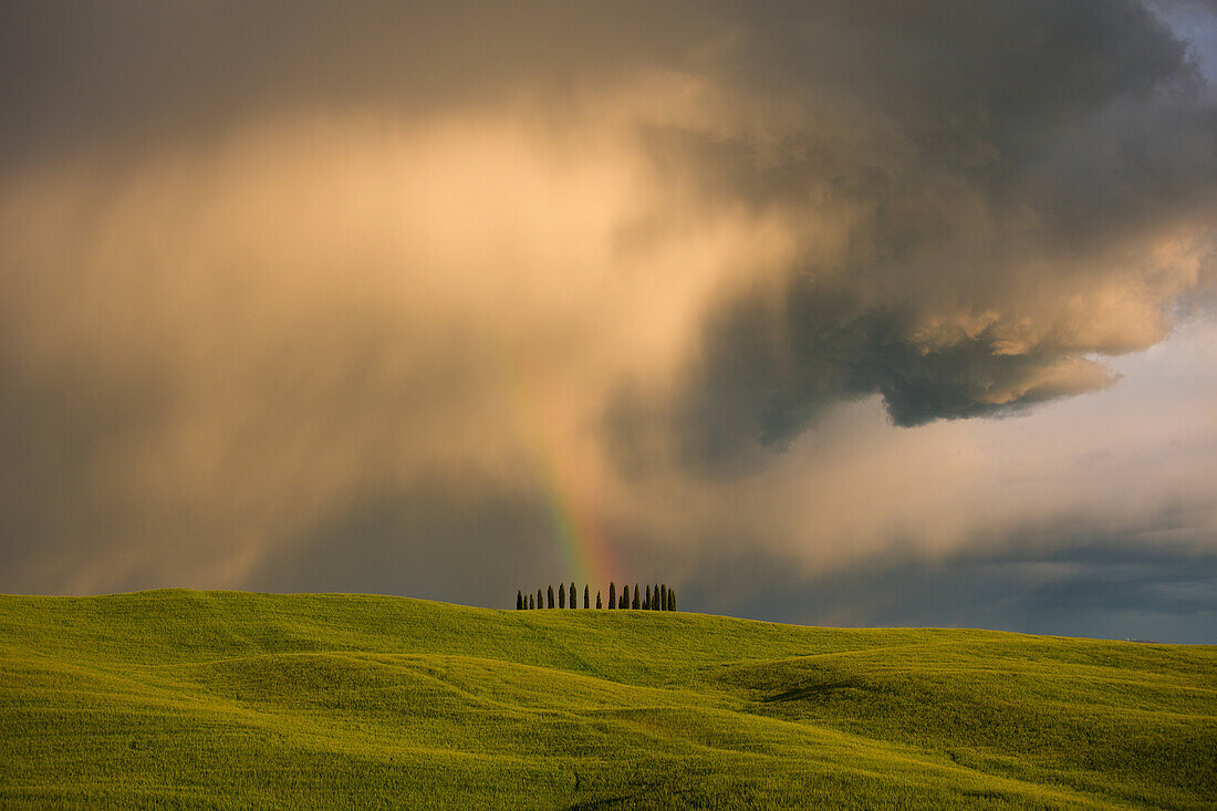 Cypresses under a stormy sky, with rainbow, Tuscany