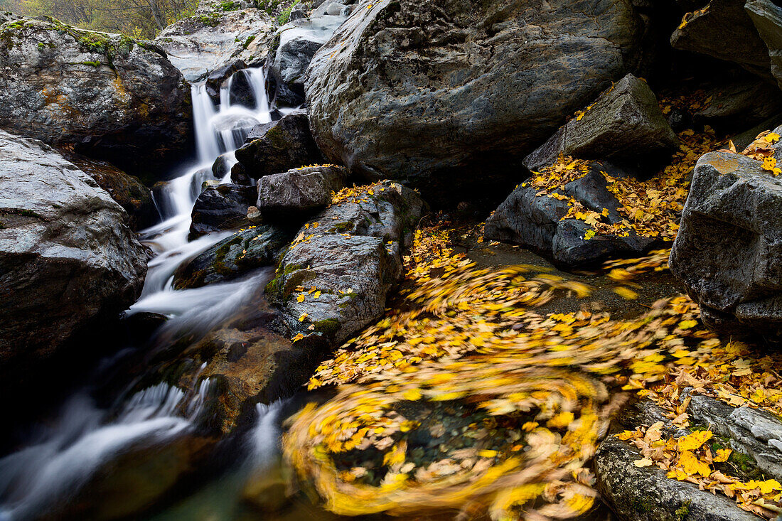Spinning maple's leaves inside a mountain little river, with a sweet falls in the background, Piedmont