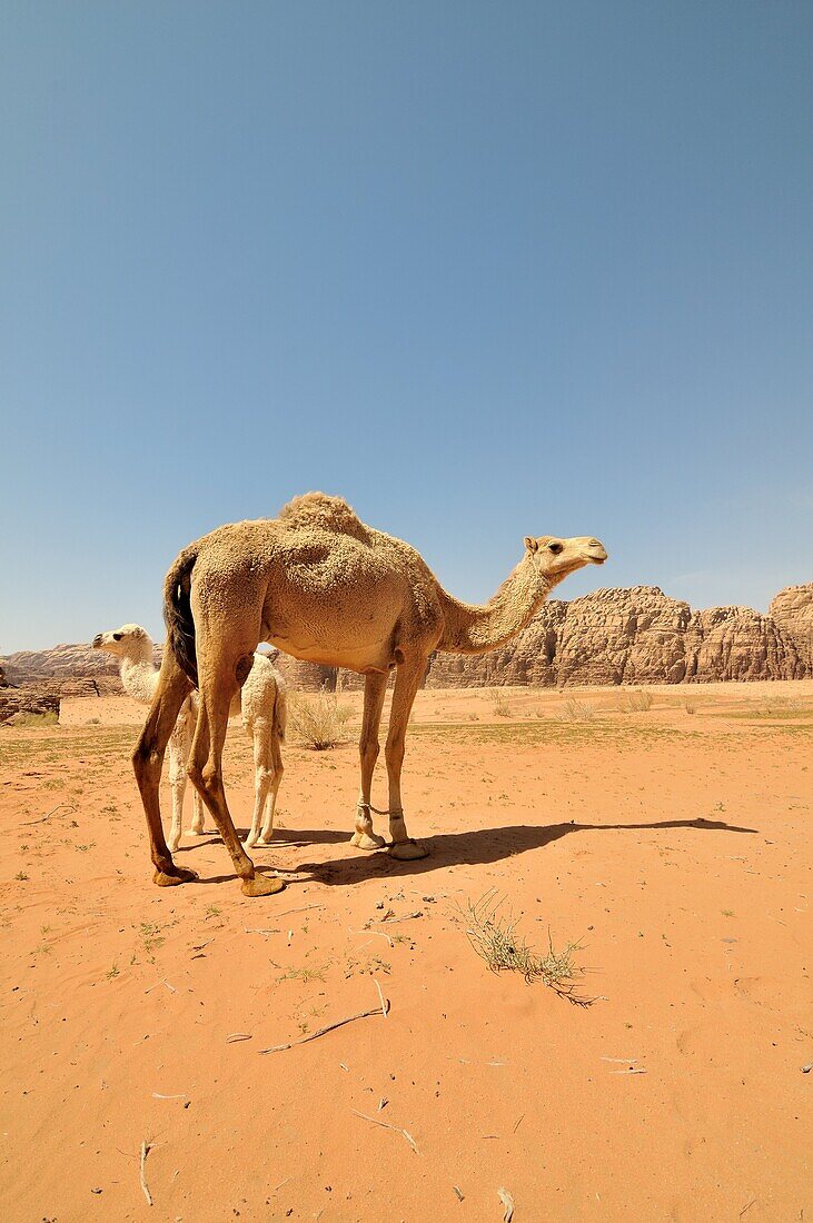 Dromedary grazing, mother and son, in the desert of Wadi Rum, Jordan