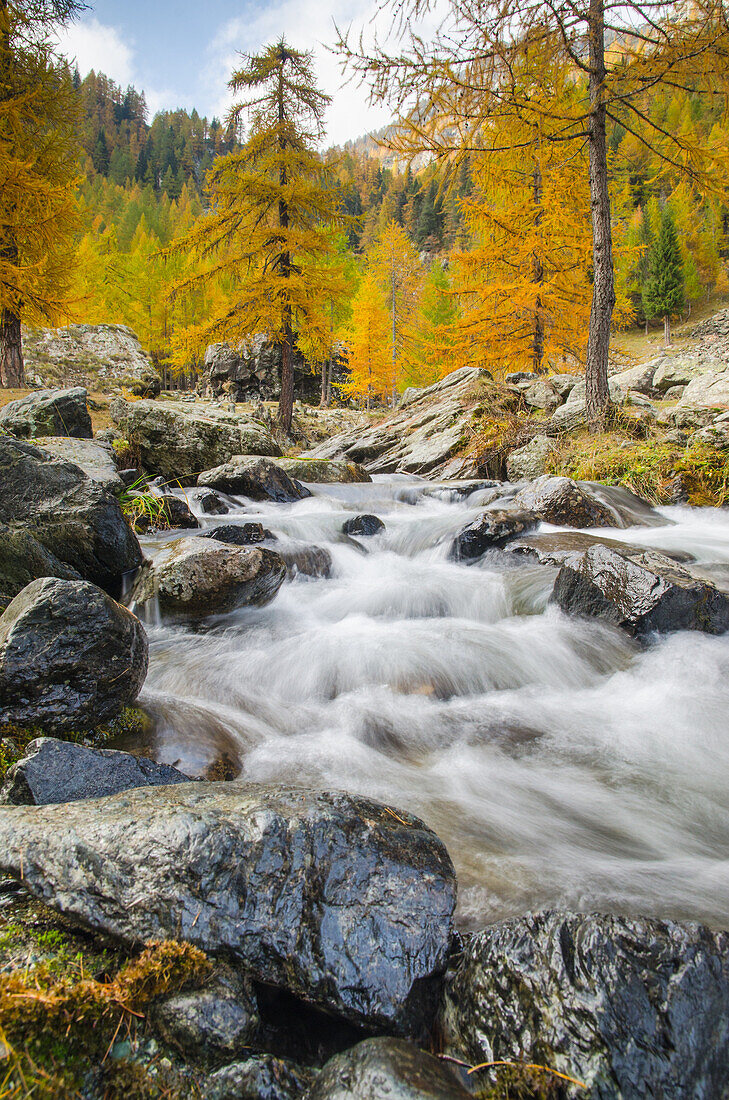 An alpine's river between autumnal's colours, Champorcher valley, Aosta Valley