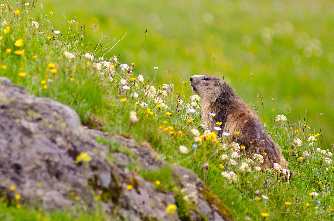 A marmot in a meadow, in summertime, with flowers, Rhemes valley, Aosta Valley, Gran Paradiso National Park