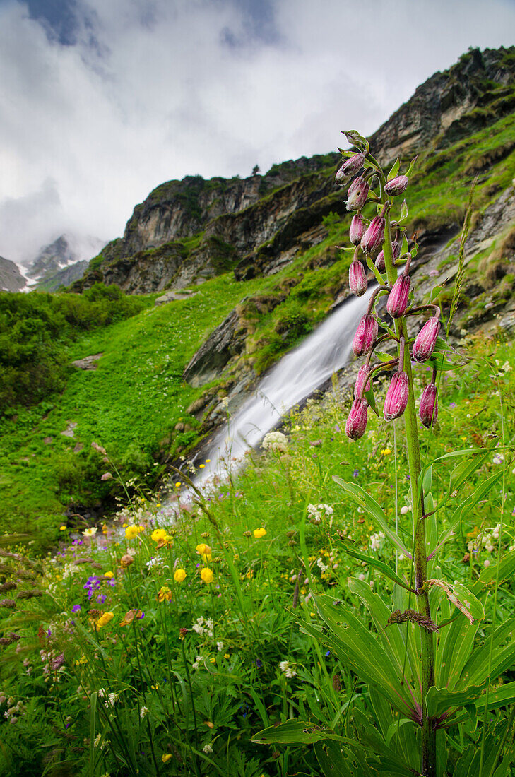 A Turk's cap lily in a meadow, with a waterfall in the background, Sesia valley, Piedmont