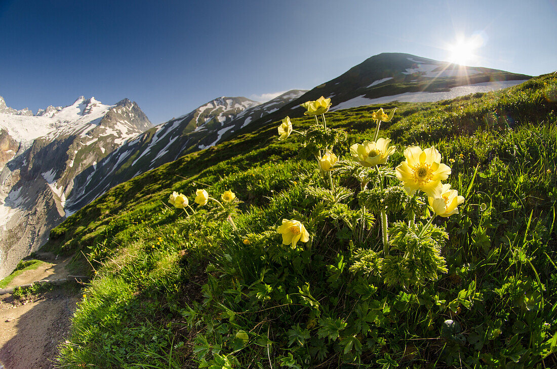 Alpine anemone on a grassland, in the light of early morning, with ridges in the background, Ferret valley, Aosta Valley