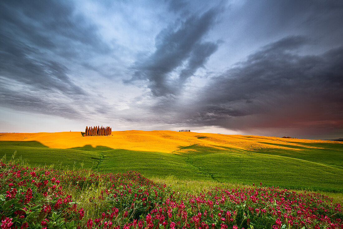 Flowers and meadows in a typical tuscanian's landscape, under a stormy sky, Orcia valley, Tuscany