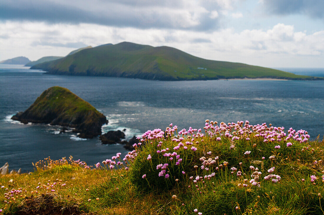 flowers in front of the ocean on the edge of Slea Head in the Dingle Peninsula, with ocean isles in the foreground