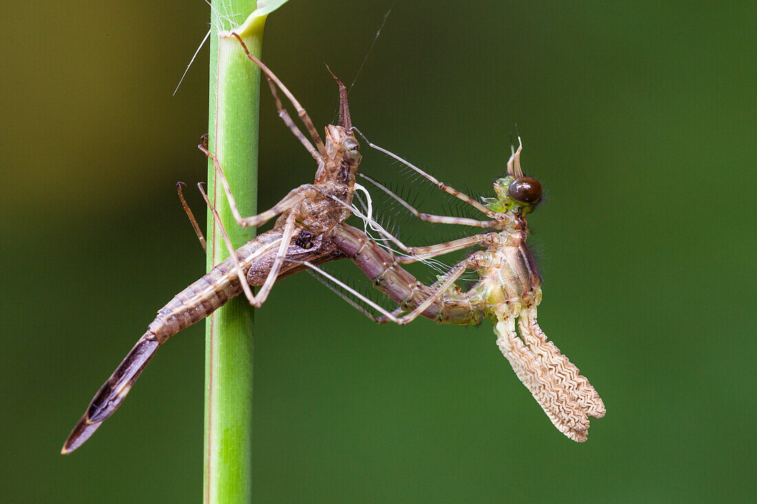 Metamorphosis of a damsel, Calopteryx splendens