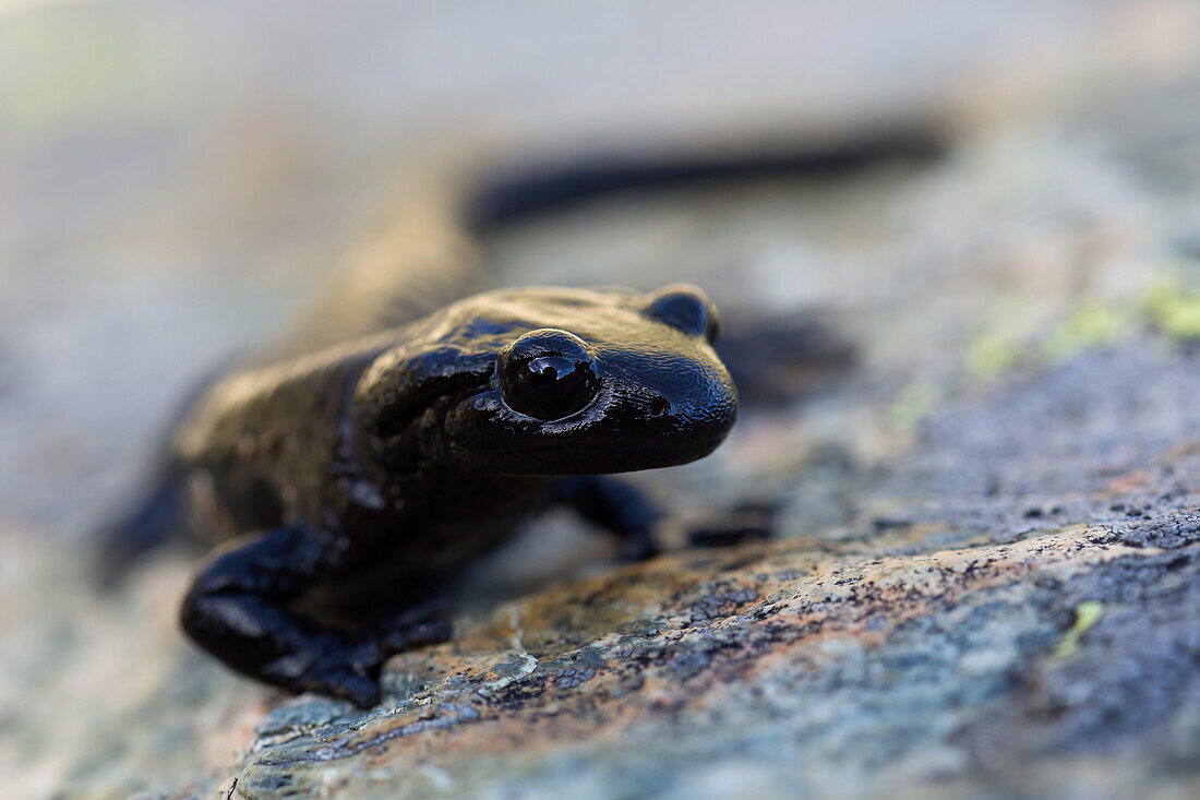 Lanzai salamander, typical inhabitant of the headwaters the Po river
