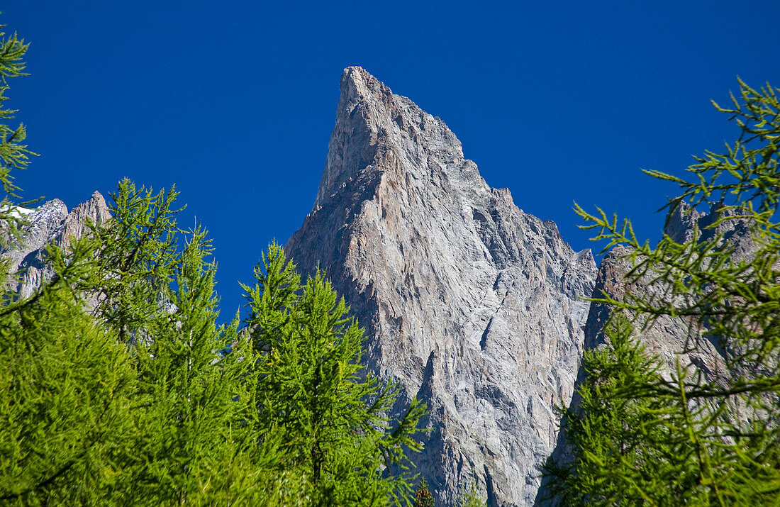 The rock wall of Aiguille Noire Peuterey on the larches, Veny valley, Aosta Valley