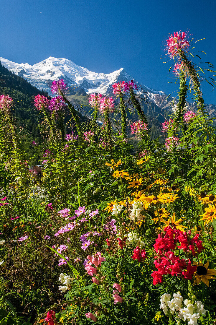 Nice flowers with glaciers and peaks in the background, French alps