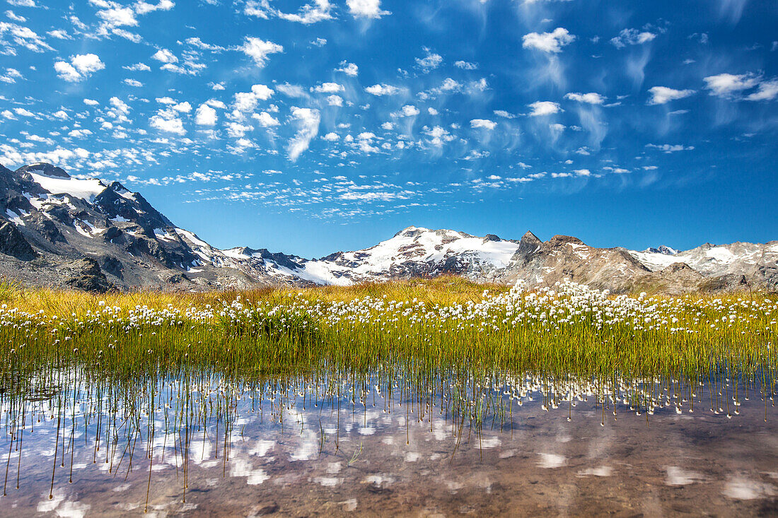 Eriophorum , cottongrass growing in a water pool close to the Lej Sghrisus in the Fex Valley, with the Piz Fora in the background and some funny clouds high in the sky, Engadin, Swiss Canton of Graubuenden, Switzerland