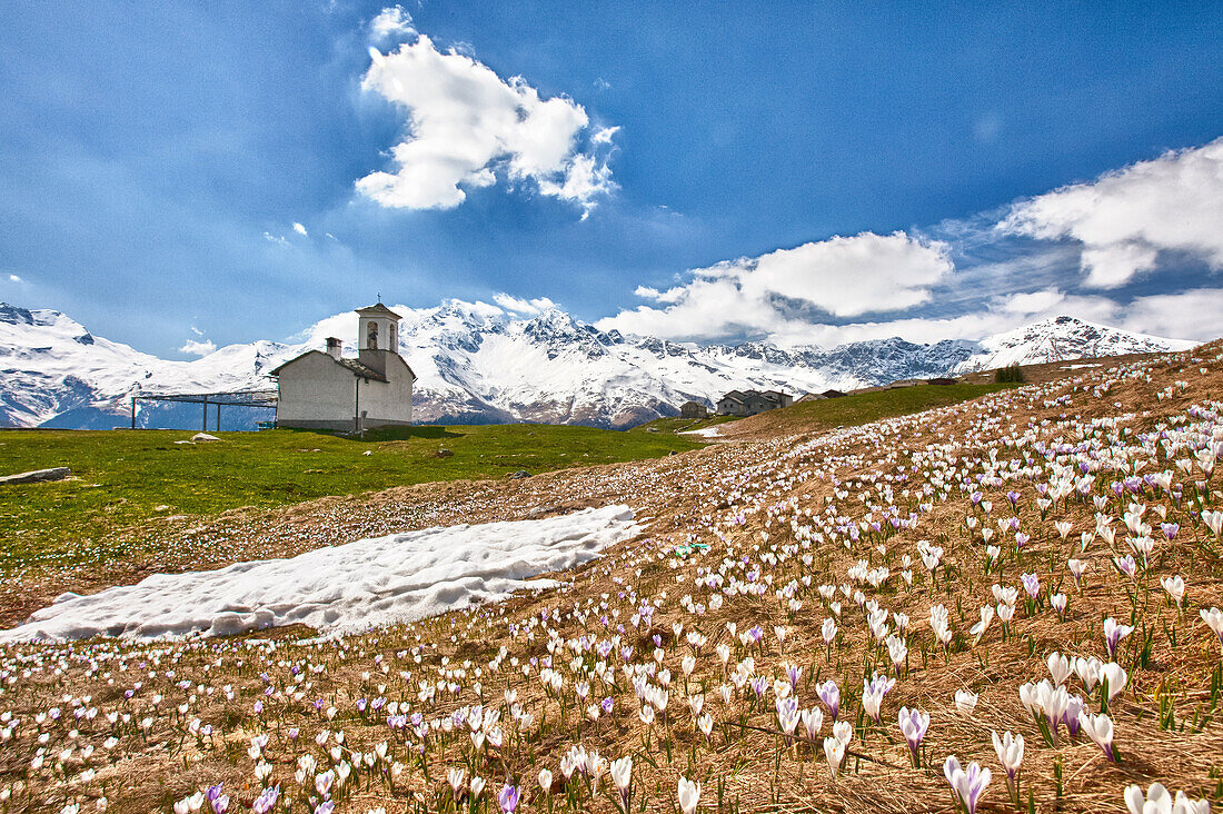 Magnificent glooming of Crocus Nivea flowers is a clear sign of the upcoming spring in the meadows of Andossi by the church of San Rocco, Alps, Spluga valley, Sondrio, Lombardy, Italy
