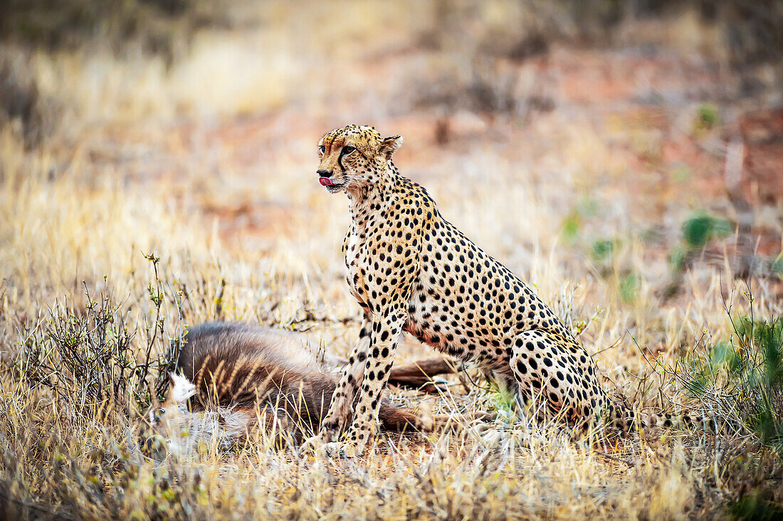 A beautiful cheetah , Acinonyx jubatus photographed immediately after killing an antelope of water in Samburu National Reserve