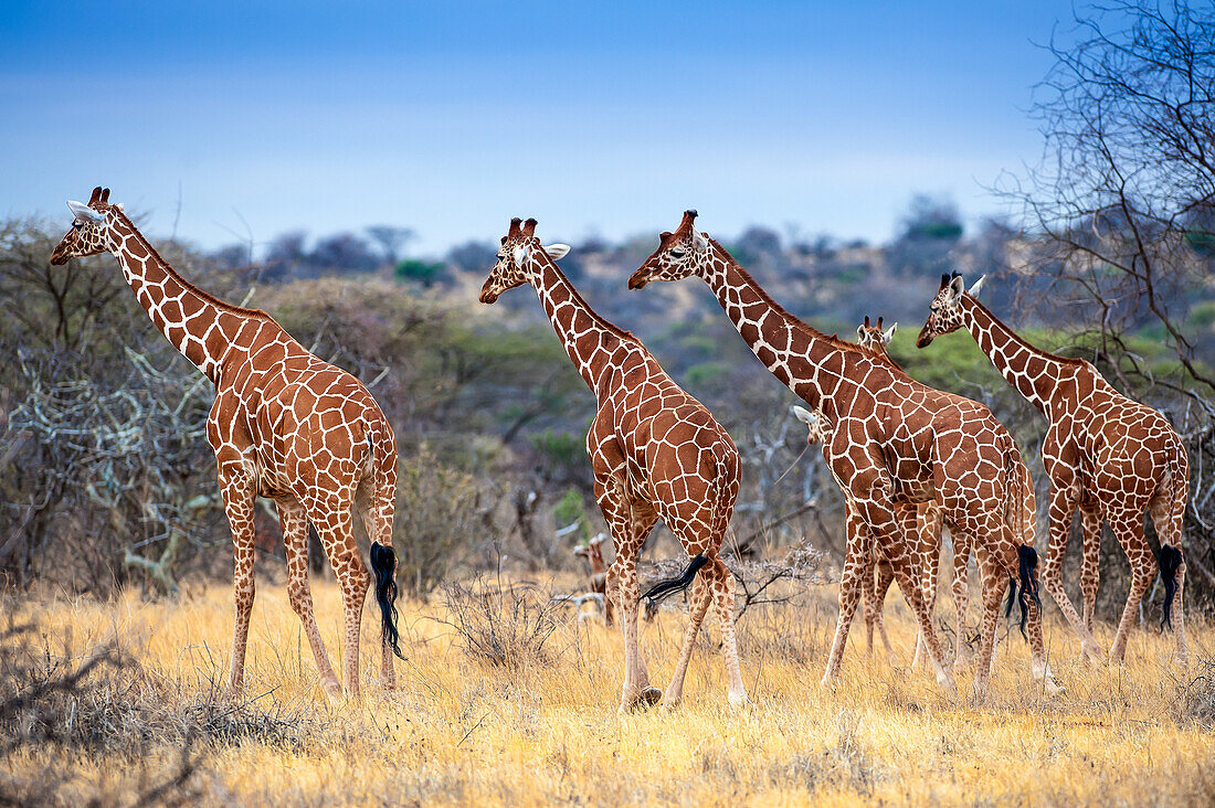 A group of reticulated giraffes , Giraffe camelopardalis reticulata in Samburu National Reserve.
