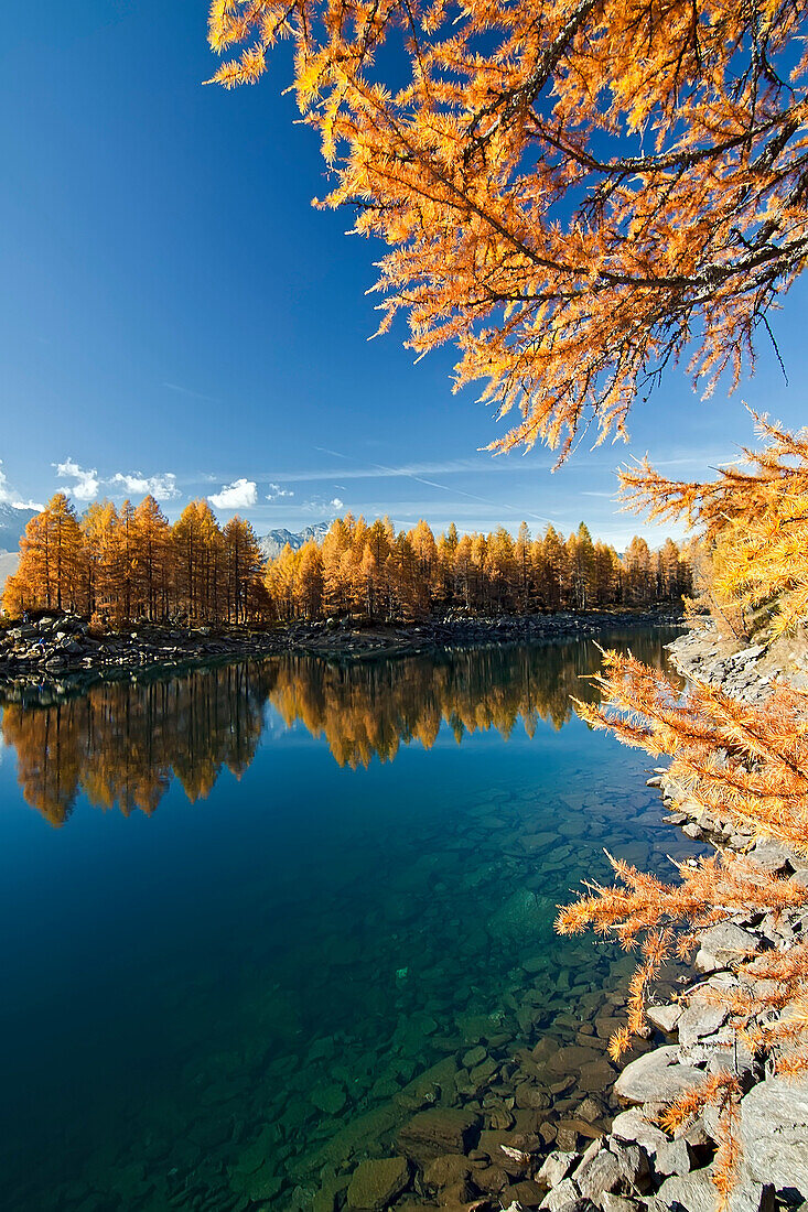 Blue alpine lake, in autumn, with larches all around it , Valchiavenna, Lombardy