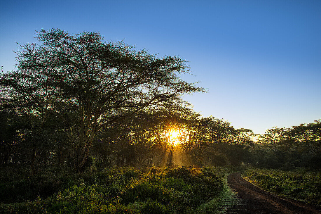 A sunrise shooting in the park of Lake Nakuru, Kenya