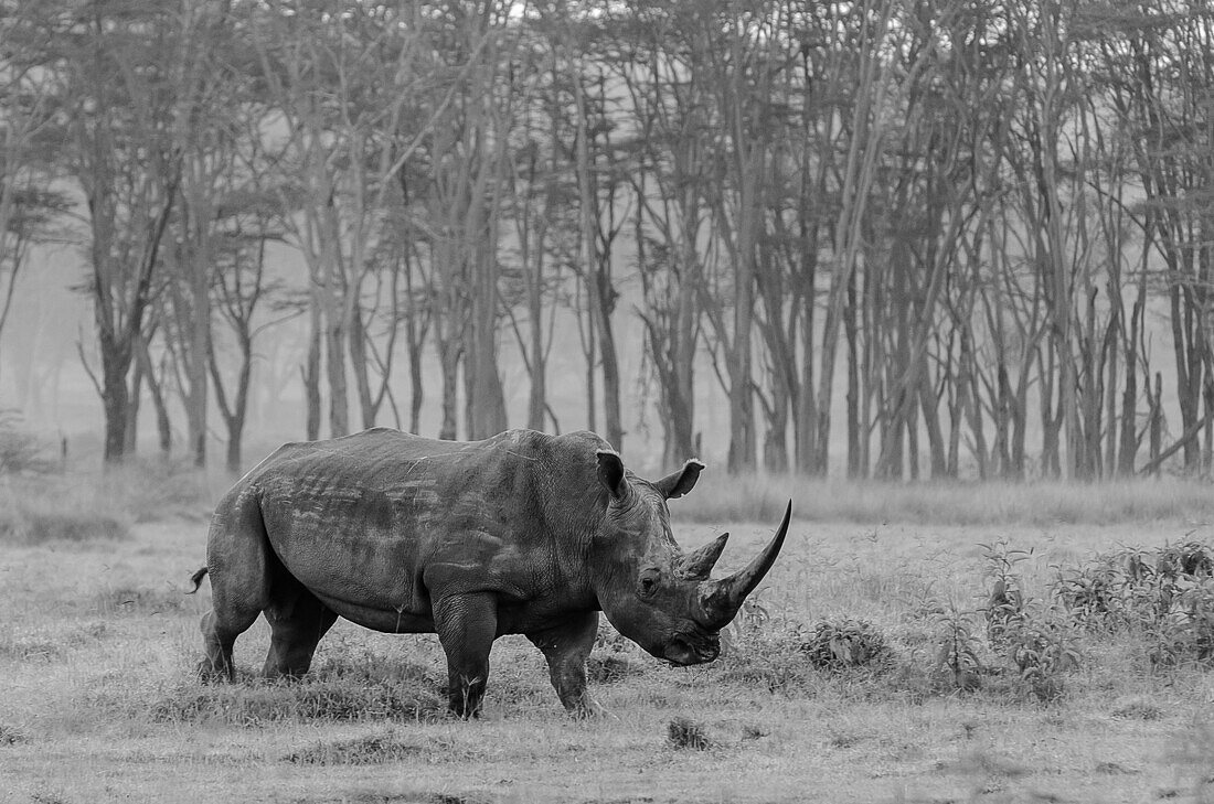 A sample of adult white rhinoceros taken near the park of Lake Nakuru in Kenya