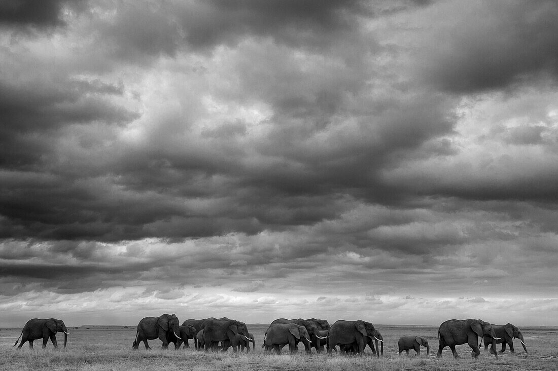 The big family of elephants, kenya