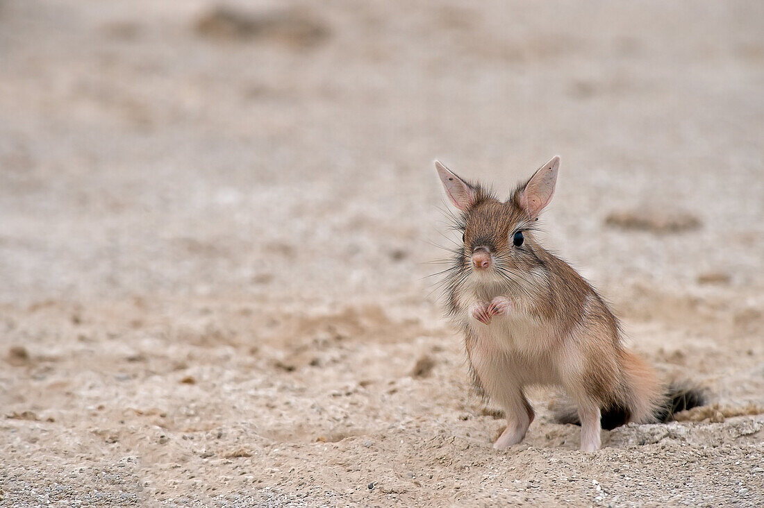 The Springhare or Cape hare jumper is a small mammal rodent that moves almost exclusively at night. Being able to photograph the light of day is a rarity