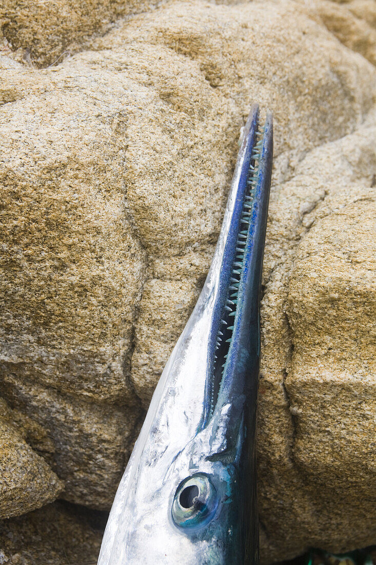 A freshly caught Mexican needlefish Tylosurus crocodilus, common in the area, lies on sandstone along the Pacific Coast near the village of Mazunte, Oaxaca, Mexico on July 7, 2008.