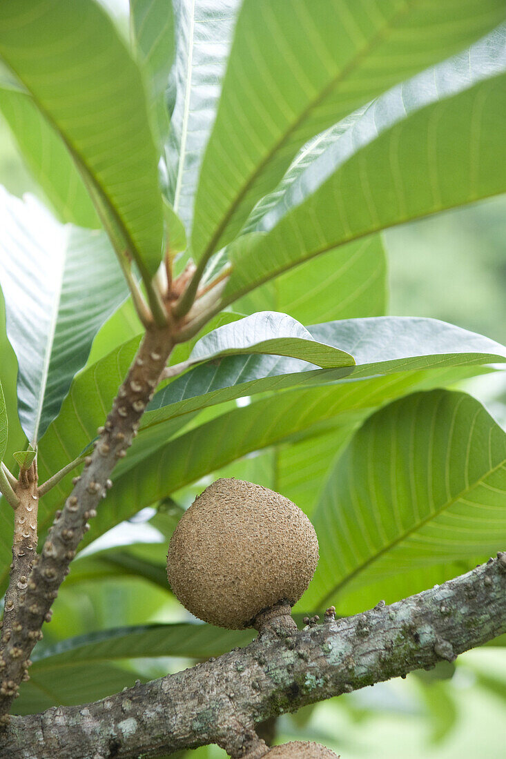 Mamey, Calocarpum Zapota sp., fruit from a tree sometimes called a Marmalade Tree.
