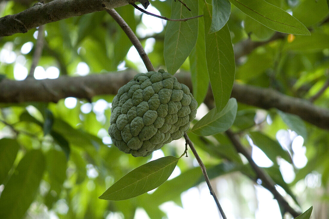 Guanabana, or Sugar Apple, Annona Squamosa sp., fruit.